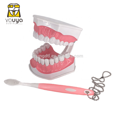 Plastic Removable Tooth Anatomy Model Dental Study Demonstration Model With Toothbrush